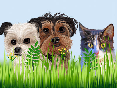 Pet Portraits