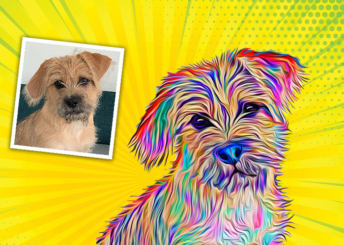 Wild Color Pop Art